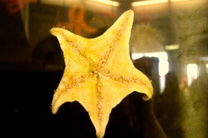 Starfish at Manhattan Beach Aquarium