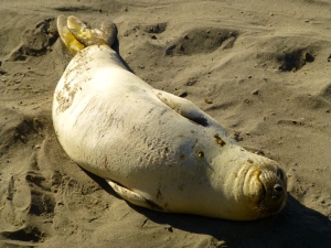 Cute, content seal amongst the Elephant Seals